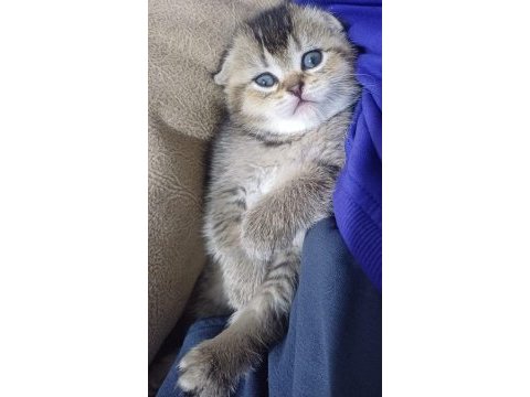 Kalite british shorthair scottish fold yavrular hazır