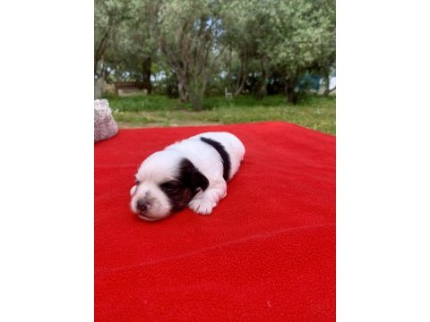 Morkie morki köpeğimiz