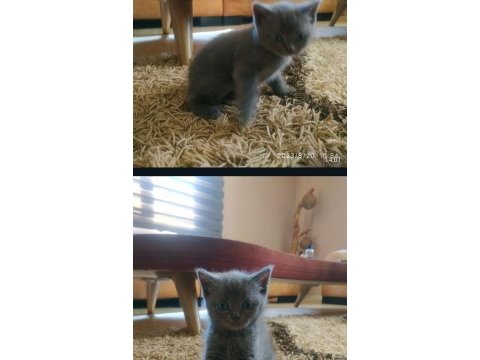 4 adet yavru british shorthair safkan