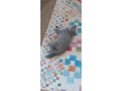 Scottish fold anne ve yavru sahiplendirilecektir