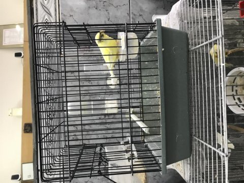 Malinua kanarya 4 aylık erkek