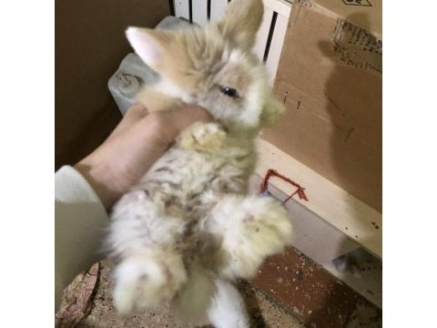 Saf kan hollanda lop tavşanlar