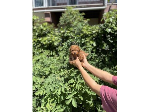 Kore kan aşılı poodle bebekler