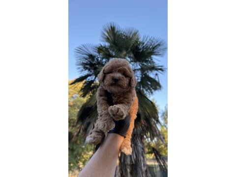 Kore maltipoo yavrumuz yeni yuvasına hazır