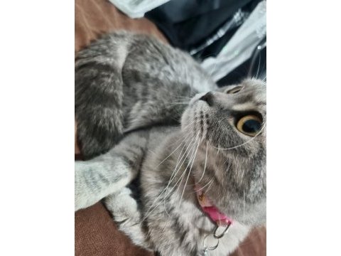 Scottish fold ismi pamuk