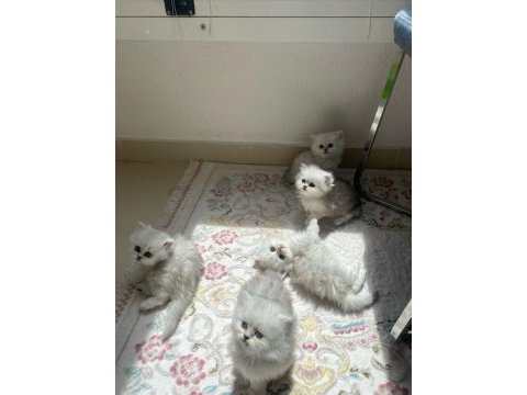 Silver dişi british longhair yavrular