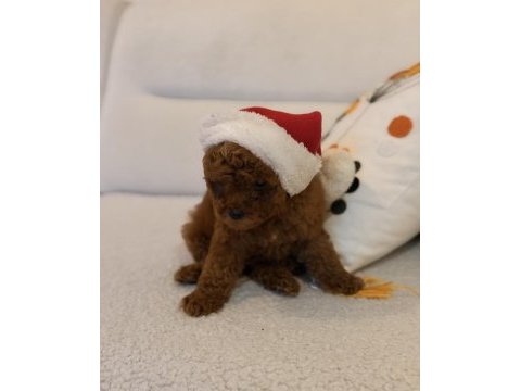 Kore kan toy poodle