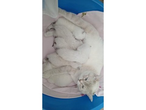 Safkan british longhair yavrularımız