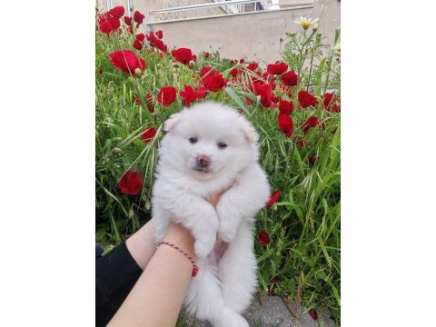 50 günlük pomeranian yavrular