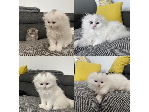 2 aylık scottish fold yavrular yeni yuvalarına gitmeye hazır