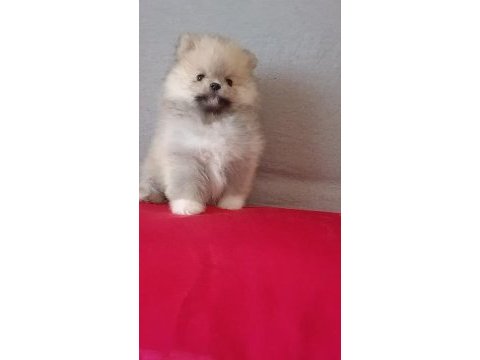 Pomeranian boo baby face