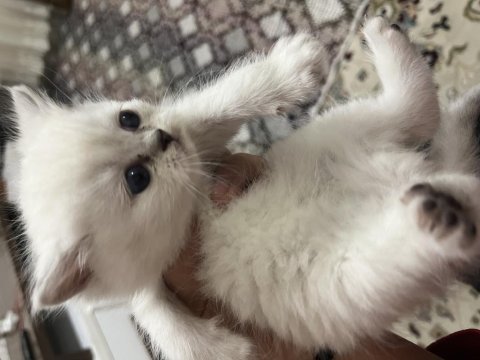 İki aylık yavru herşeyi tam british shorthair