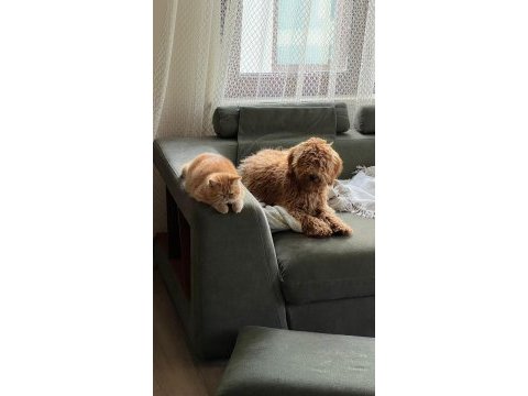 Exotic shorthair kediler