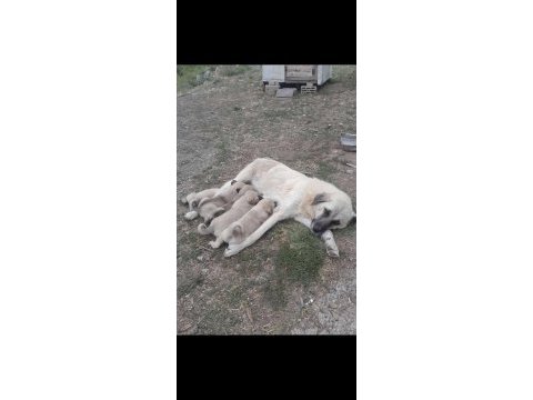 1 aylık çoban köpeği yavruları