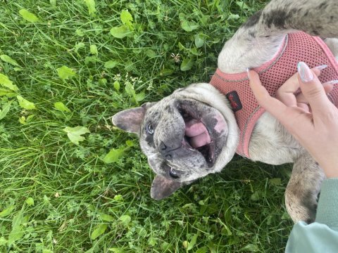 Dişi merle french bulldog