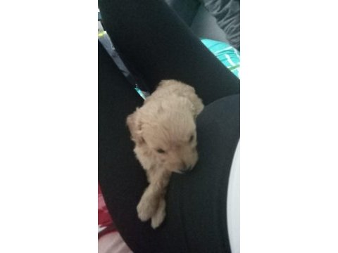 0 numara maltipoo erkek yavru 45 günlük ücretli