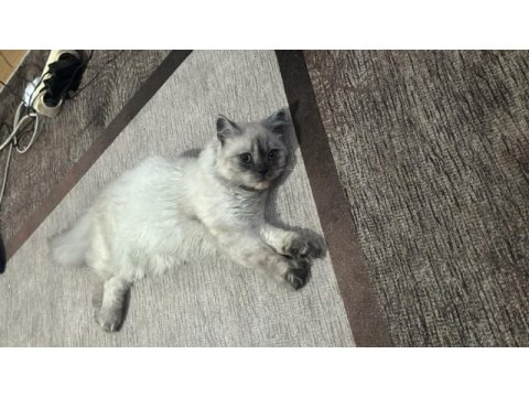 British longhair 8 aylık