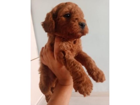 A kalite toy poodle yavrusu tam bir oyuncak ayı
