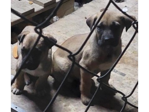 Anne cane corso baba labrador ücretsiz sahiplendirme