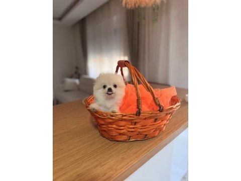Güzel yavrularımız pomeranian boo