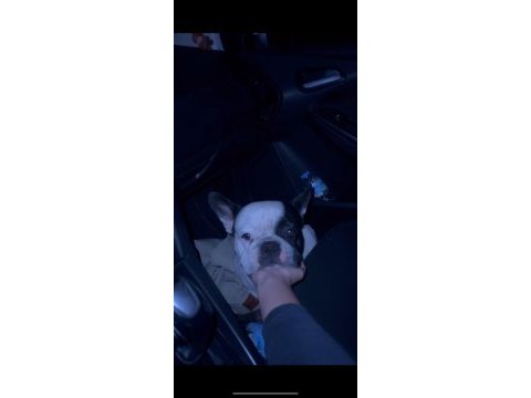 Erkek french bulldog köpeğime eş arıyorum