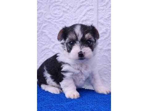 A kalite gerçek morkie yavrular