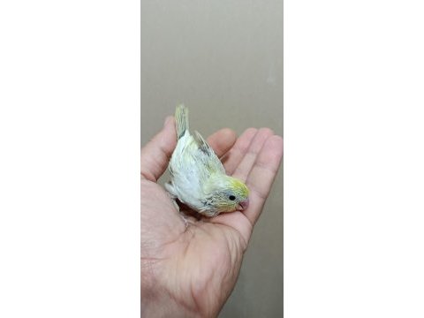 Gökkuşağı forpus papağanı