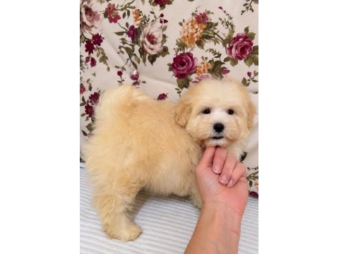 Maltipoo puf puf erkek