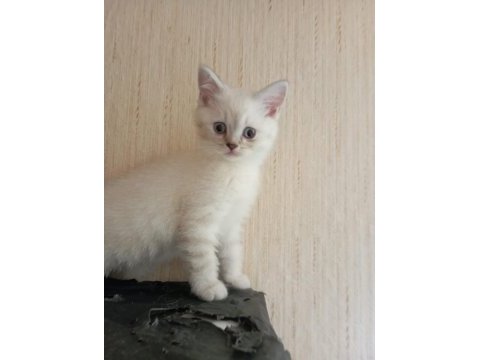 British shorthair yavrular