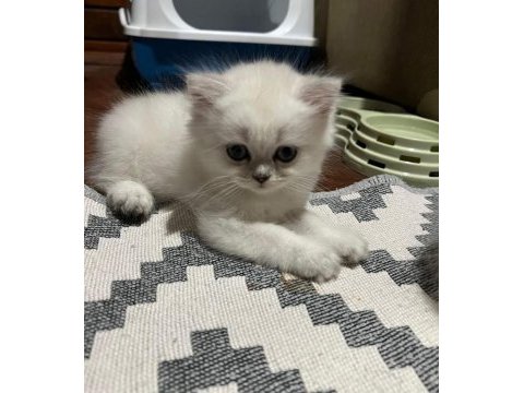 Lynx british shorthair yavrularımız