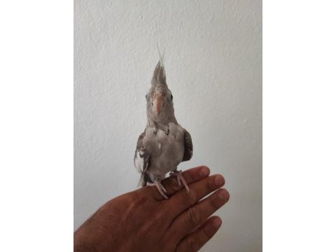 Sahibinden akıllı uysal yavru sultan papağanı