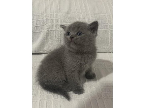 Evden show kalite scottish fold yavru kedilerimiz