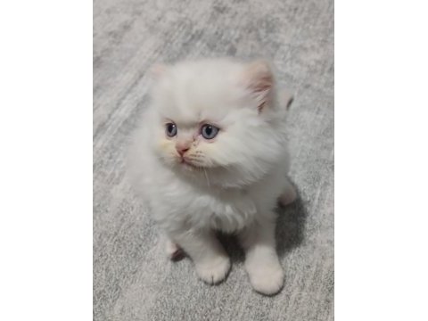 British shorthair yavruları