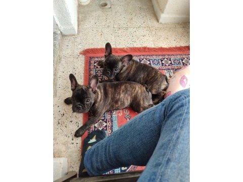 Tiger french bulldog yavruları