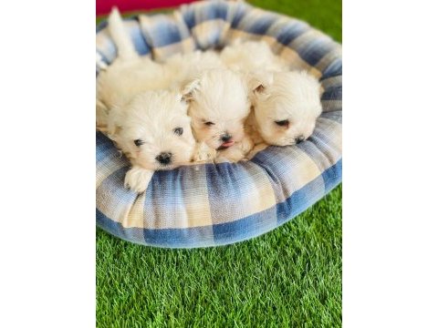 Kar beyaz maltese köpeği