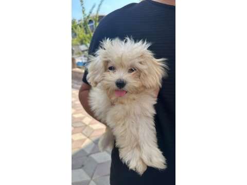 Maltipoo yavru