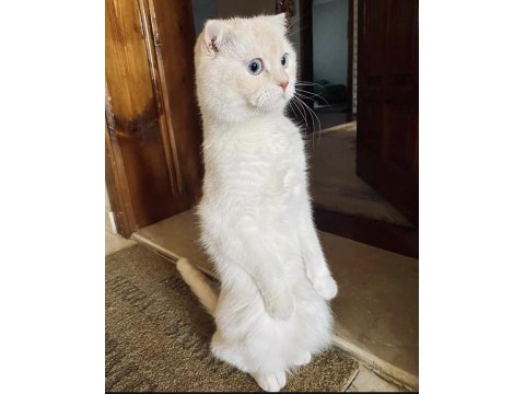 Ücretsiz sahiplendirme scottish fold kedimiz