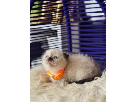 Scottish fold chocolate point