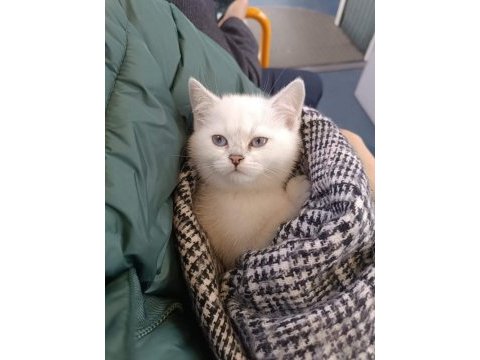 British shorthair safkan yavrular