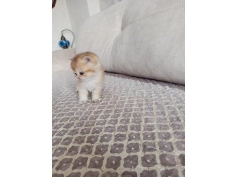 Golden british shorthair bebekler a kalite
