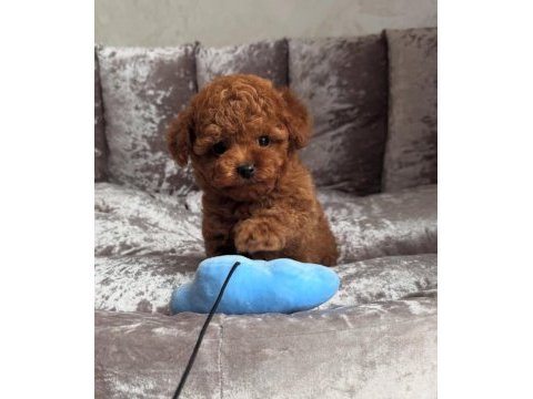 Kıpkırmızı red toy poodle sevimli yavrular