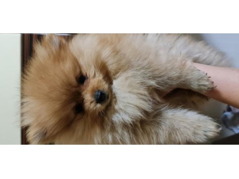 Pomeranian dişi erkek bebek