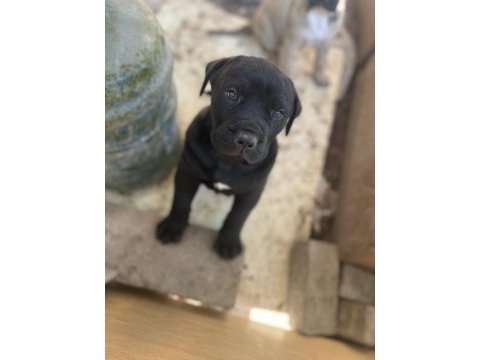 Presa canario yavruları sağlıkları yerinde