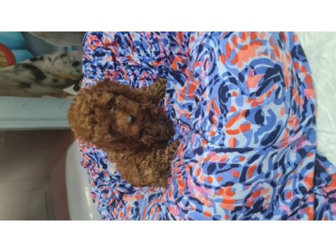 Toy poodle erkek