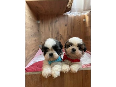 Bebek surat orjinal ırk shih tzu yavrular