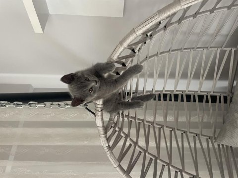 Eğitimli tuvalet alışkanlığı olan british shorthair