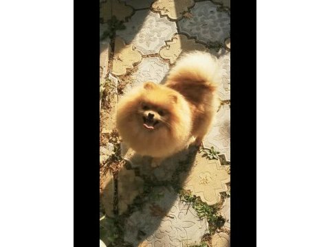 Çok güzel dişi 1 yaşında pomeranian