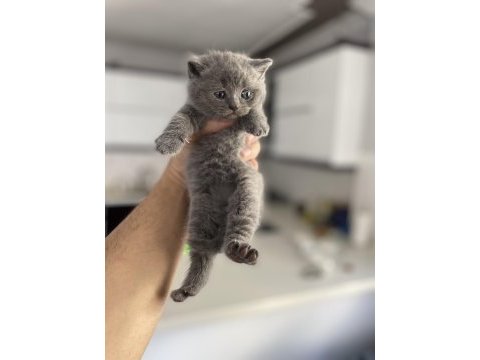 British shorthair ve longhair kediler