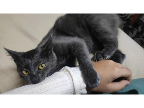 5.5 aylık russian blue