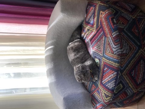 Scottish fold luna kızımıza yuva arıyoruz